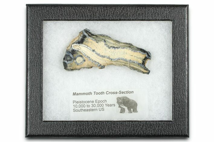 Mammoth Molar Slice With Case - South Carolina #377751